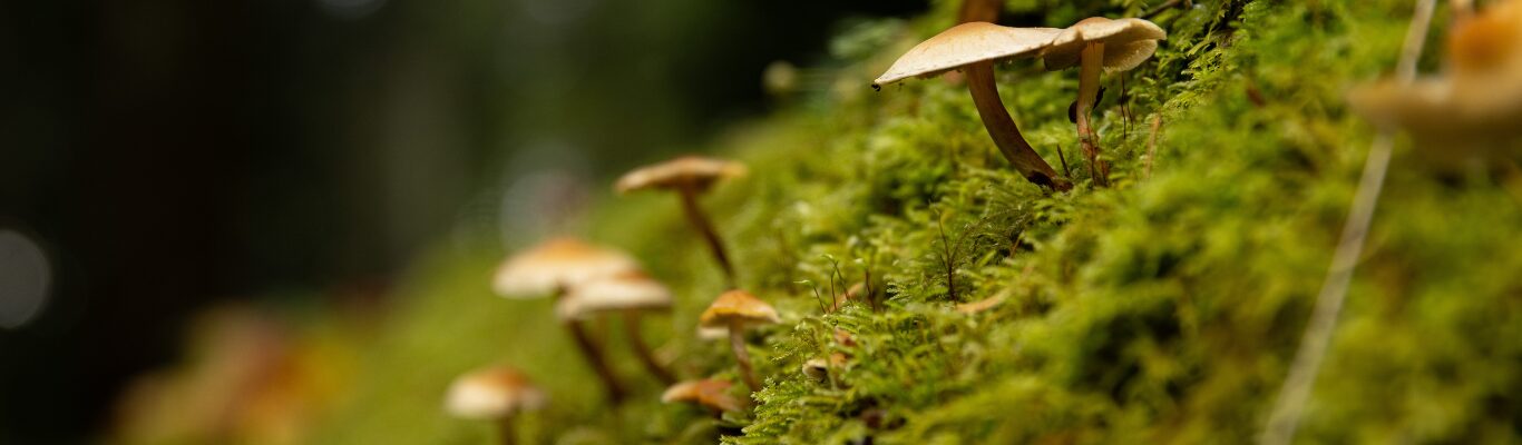 Wild mushrooms growing on the woodland floor
