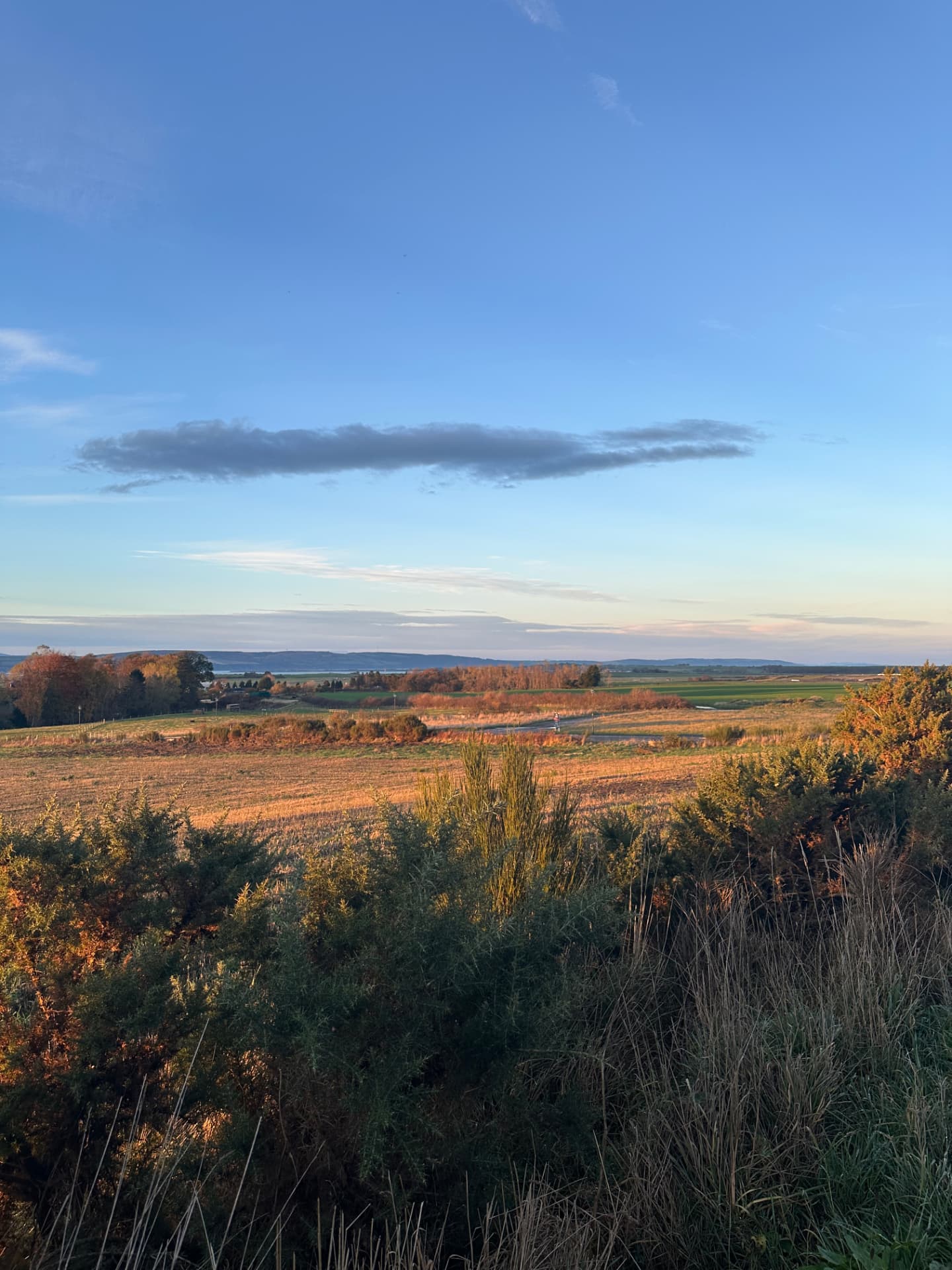Early light over gorse and fields looking out to the Moray Firth