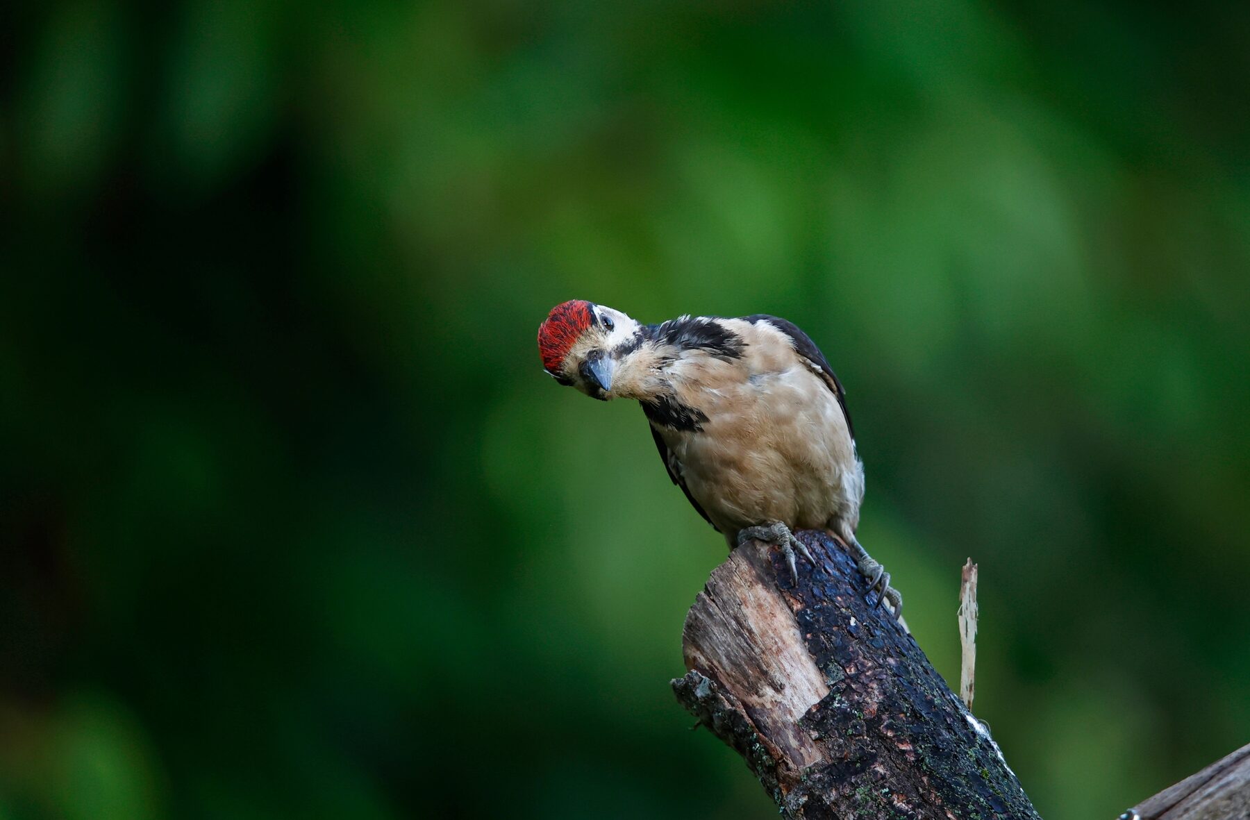 A woodpecker clinging to the bark of a Highland pine