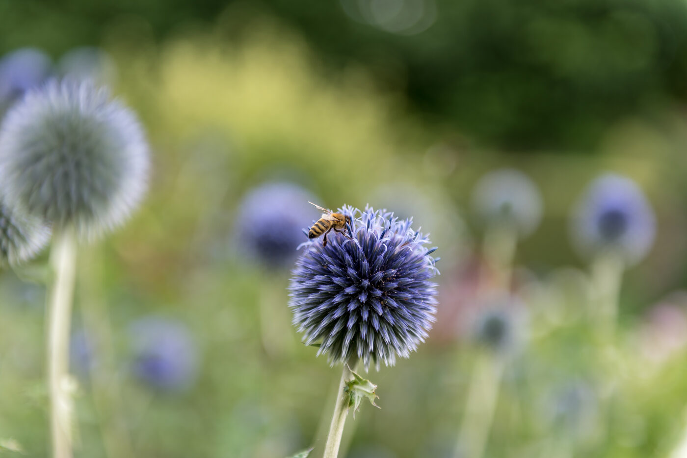 A bee working a purple thistle head