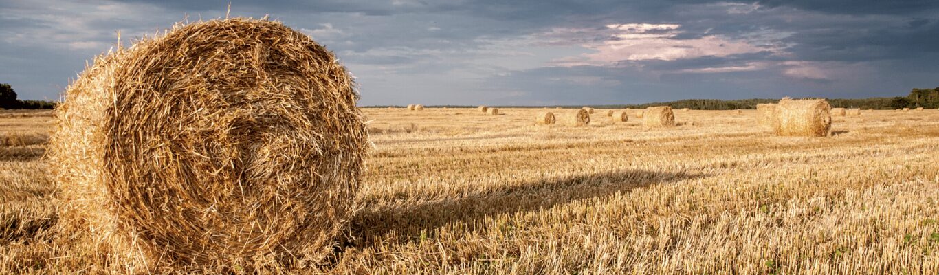 Round hay bales left out across a cut field