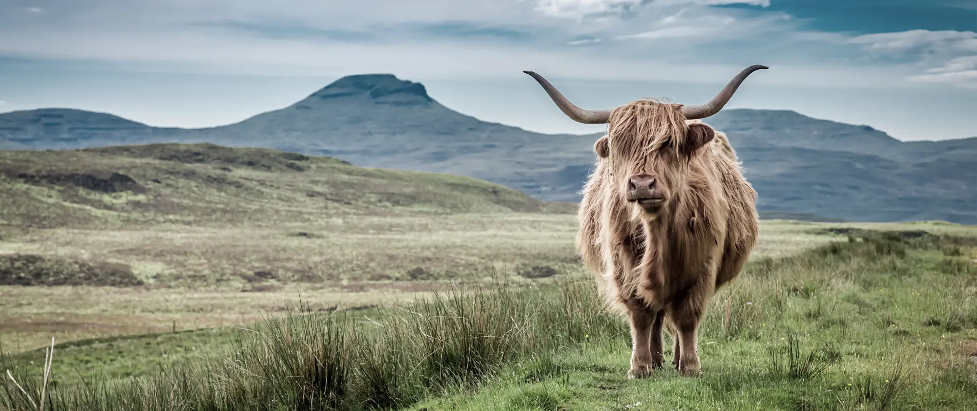 A Highland cow standing in a misty Scottish mountain landscape